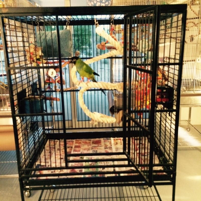 Lets see your caique cages! Avian Avenue Parrot Forum